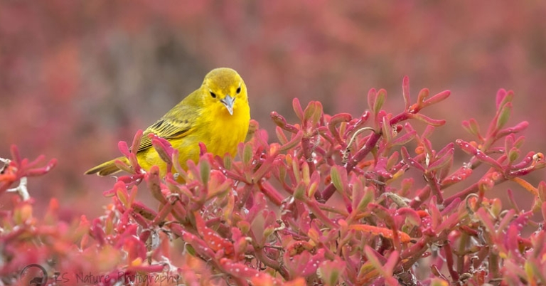 Yellow Warbler