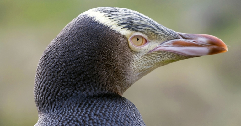Yellow-eyed Penguin