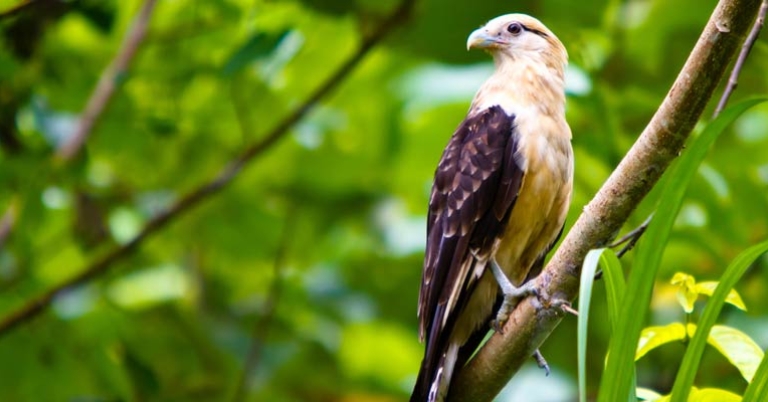 Yellow-headed Caracara