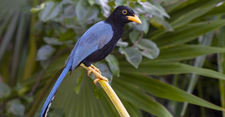 Yucatan Jay