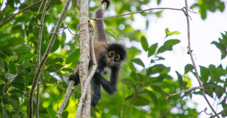 Yucatán spider monkey