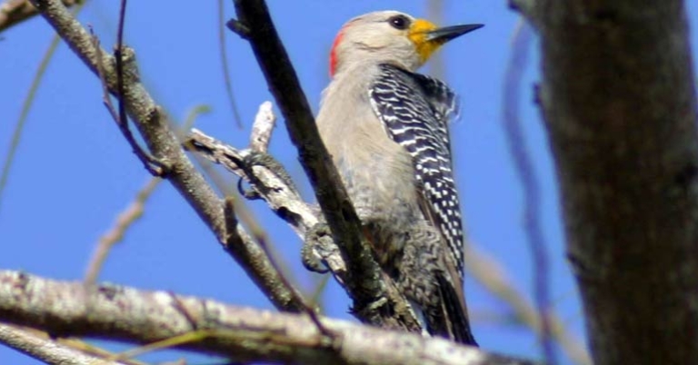 Yucatán Woodpecker