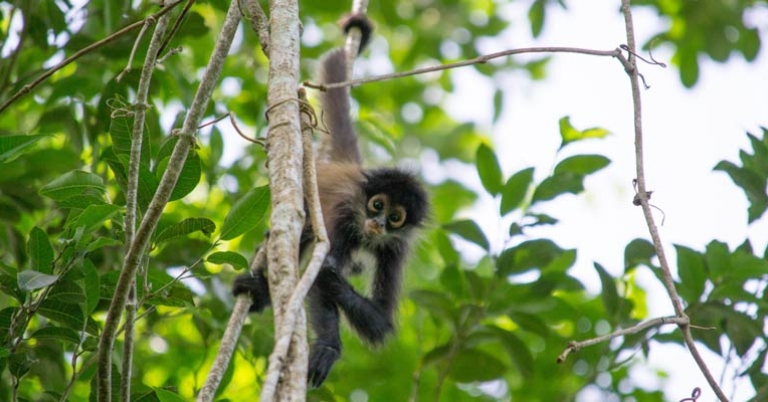 Yucatan spider monkey