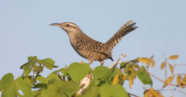 Yucatan Wren