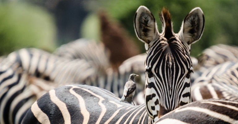 Zebra at Tarangire National Park