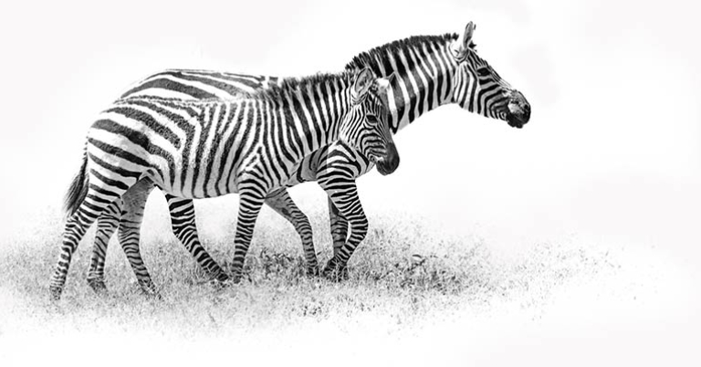 Zebras