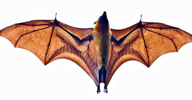 Todd Gustafson, Gustafson Photo Safari Soaring bat, Costa Rica