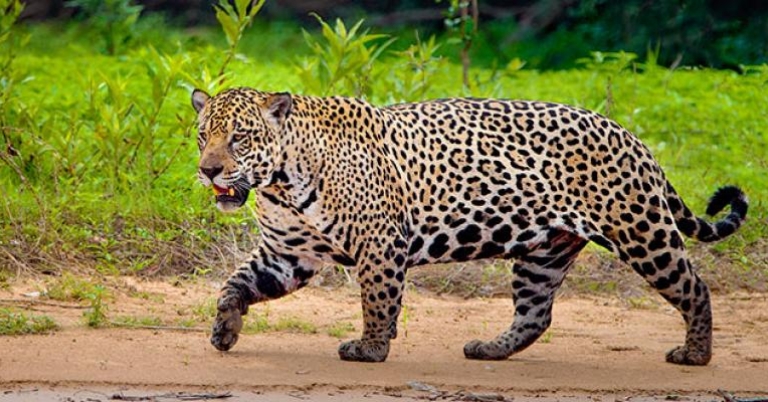 Jaguar