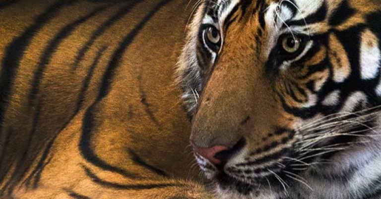 Todd Gustafson, Gustafson Photo Safari Tiger at rest, India