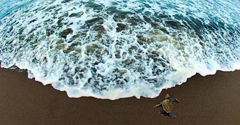 Baby Sea Turtle