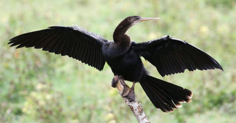 American Anhinga