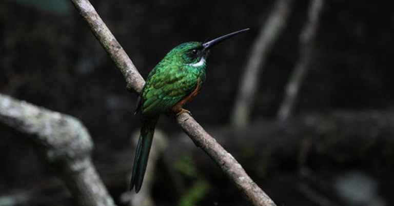 Rufous-tailed Jacamar