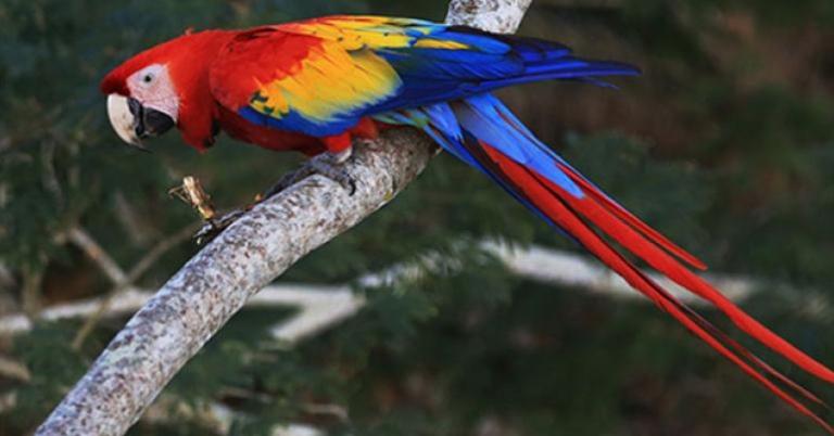 Scarlet Macaw