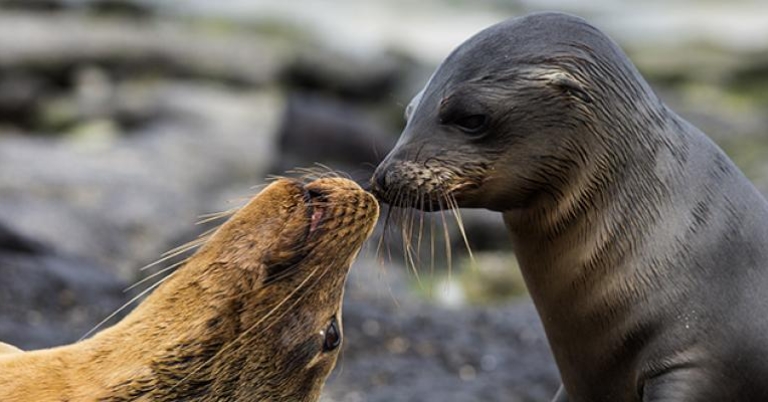 Galapagos sea lions