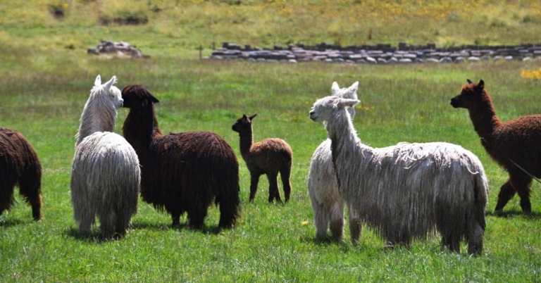 Camelids at the Awanakancha Center