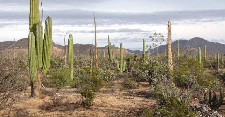 Baja landscape