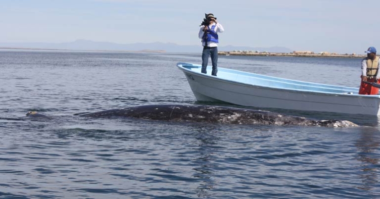 Whale watching in Baja Peninsula