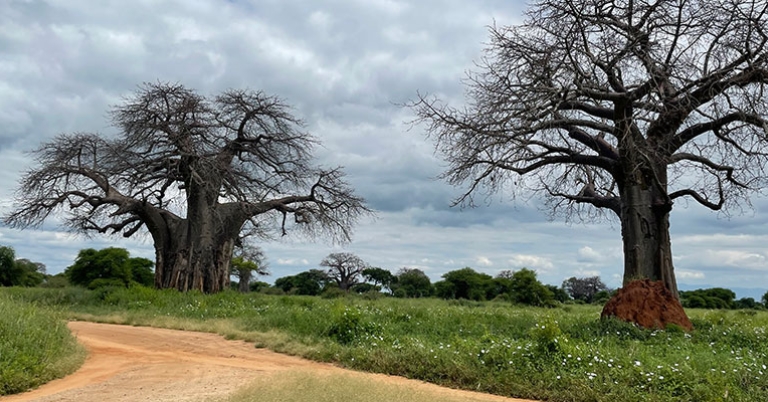 Baobab trees in Tarangire National Park