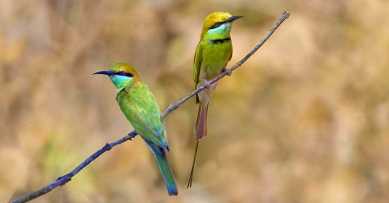 Bee-eaters