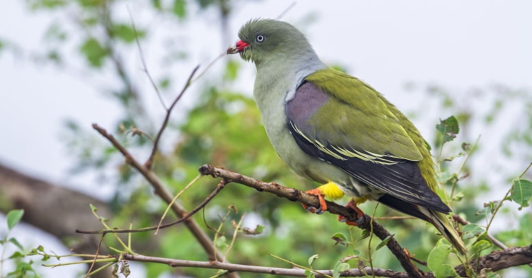 African Green-Pigeon in Kruger National Park
