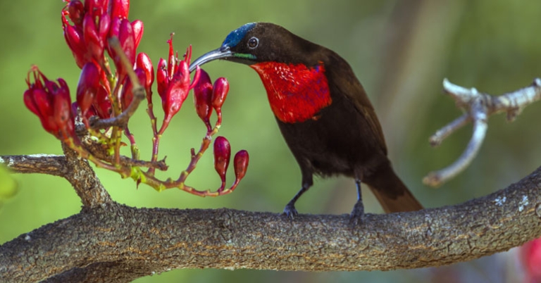 Scarlet-chested Sunbird