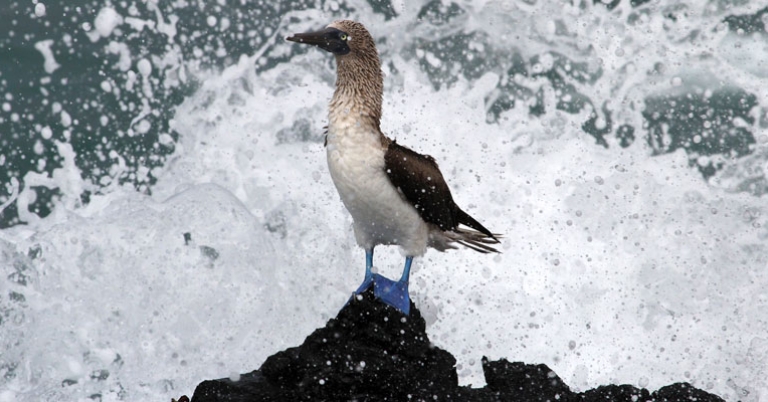 Blue-footed Booby