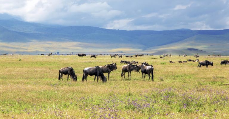 Wildebeests in Ngorongoro Crater