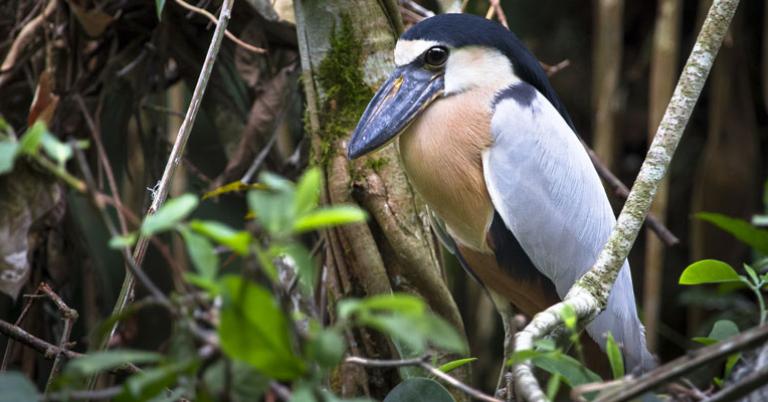Boat-billed heron