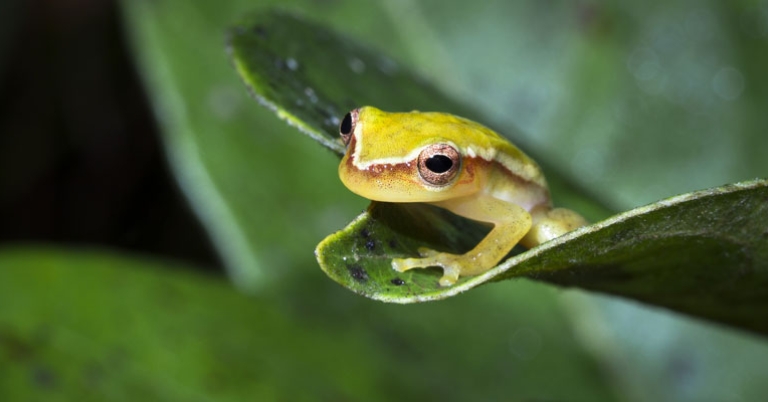 Painted tree frog