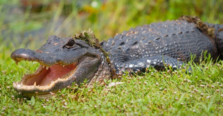American alligator
