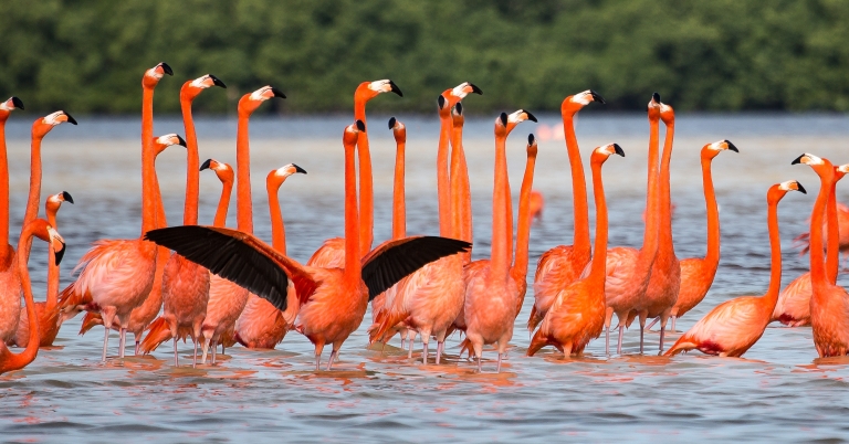 Yucatan Flamingos