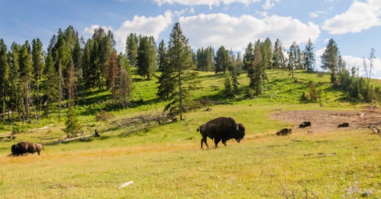 Bison near Yellowstone National Park, Wyoming