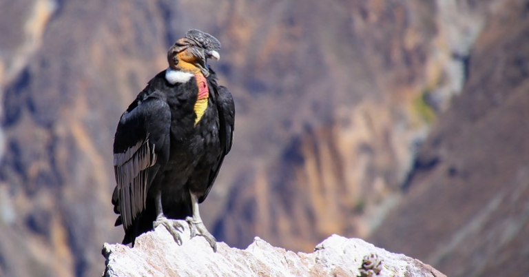 Andean Condor at Cruz del Cóndor in Colca Canyon