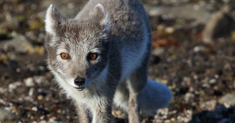 Arctic fox