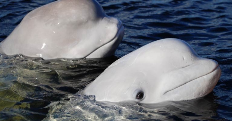 Beluga whales in the Arctic Sea
