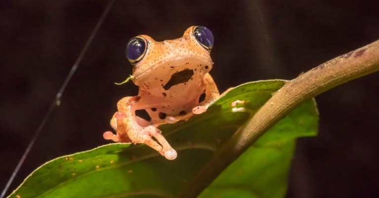 Boophis Tree Frog