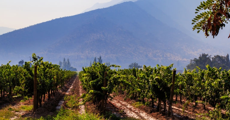 Vineyard in Chile's wine region