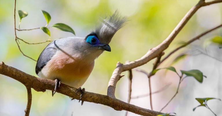 Crested Coua