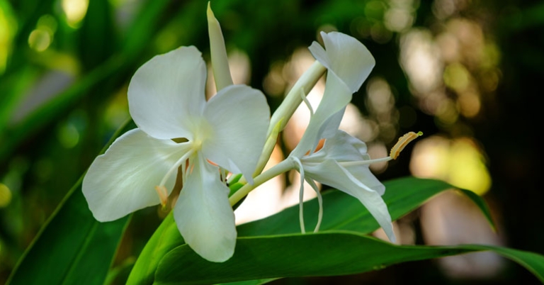 Cuba's National Flower, Hedychium coronarium