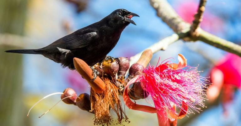 Cuban Blackbird