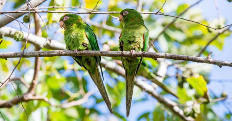 Cuban Parakeets