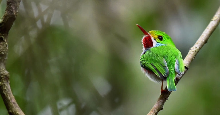 Cuban Tody