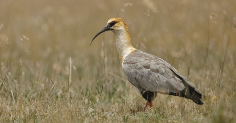 Black-faced Ibis