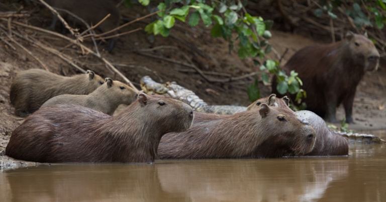 Capybaras