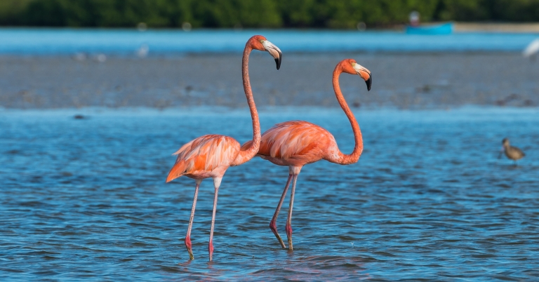 Yucatan Flamingos