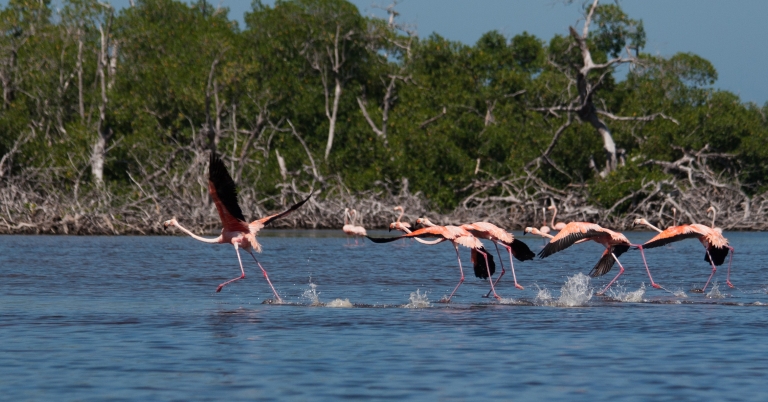 Flamingos taking flight
