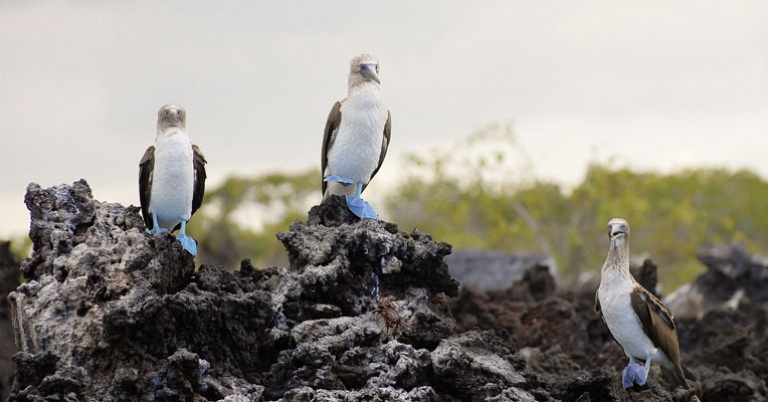 Blue-footed Boobies