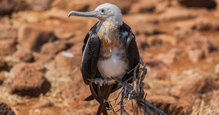 Frigatebird on North Seymour Island