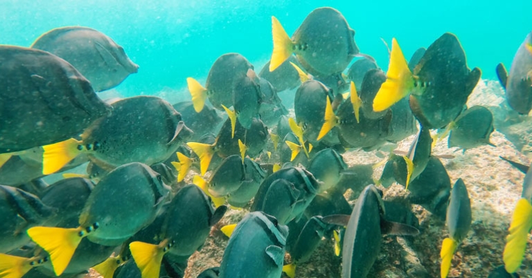 School of Yellow-tailed Surgeonfish