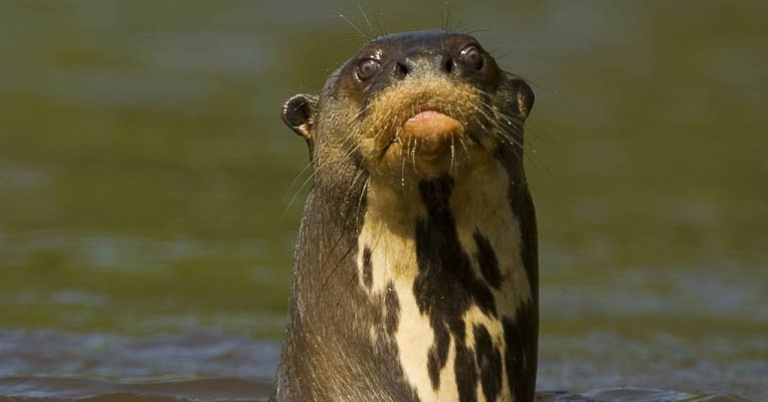 Giant otter